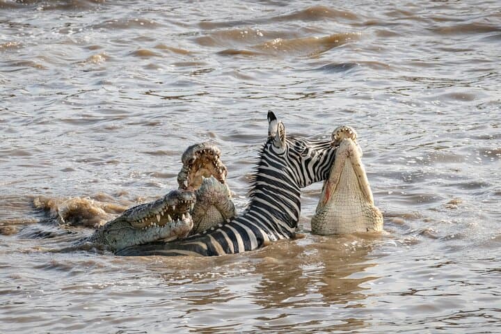 Full-Day Safari in Tarangire National Park: Elephants, Baobabs & Birdlife photo 5