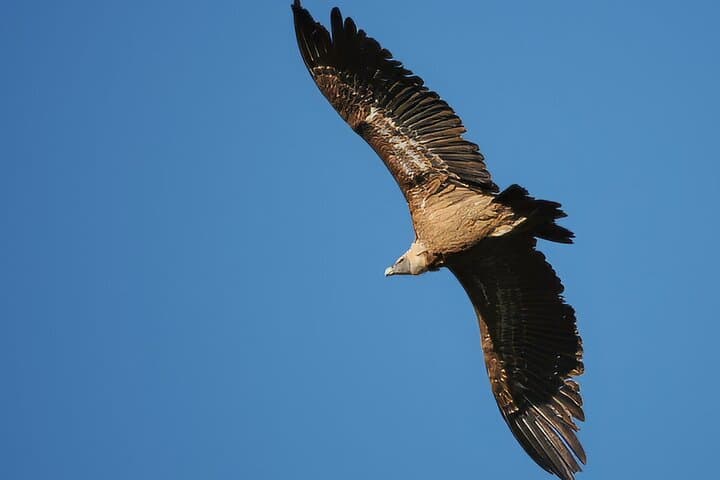 Birdwatching Ronda & Grazalema: Day Tour for Griffon Vultures and Rock Specialists photo 3