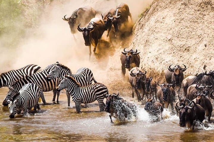 Mara River Wildebeest Crossing: 5-Day Serengeti Migration Safari photo 2