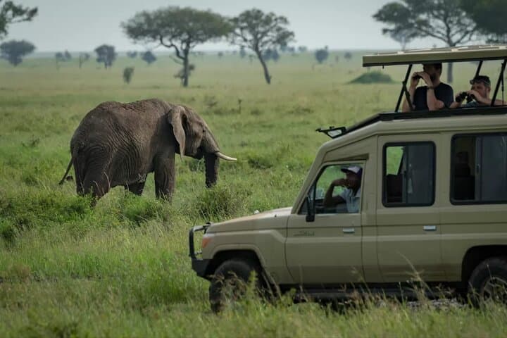 Mara River Wildebeest Crossing: 5-Day Serengeti Migration Safari photo 3