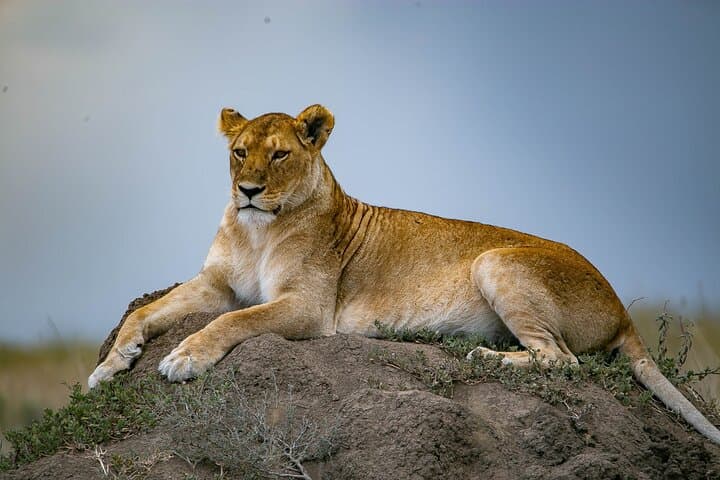 Mara River Wildebeest Crossing: 5-Day Serengeti Migration Safari photo 6