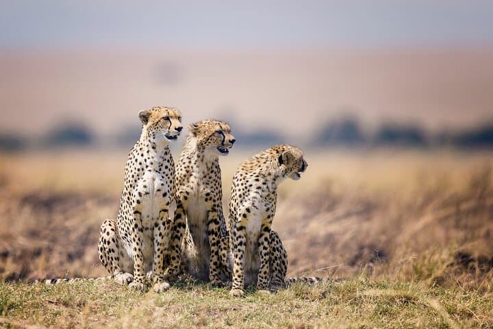 4-Day Serengeti Wildebeest Migration Safari — Mara River Crossings & Ngorongoro photo 3