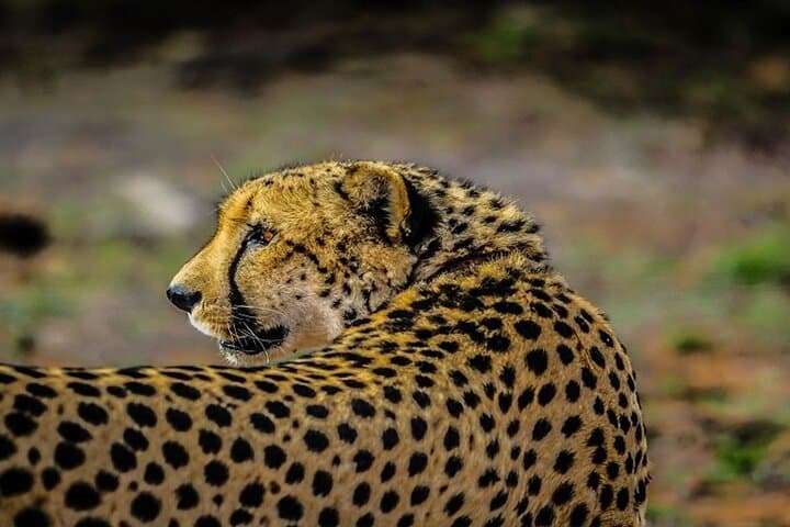 4-Day Serengeti Wildebeest Migration Safari — Mara River Crossings & Ngorongoro photo 4