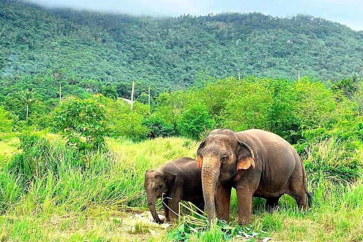 Samui Elephant Sanctuary: Ethical Half-Day Visit to Koh Samui's Largest Refuge