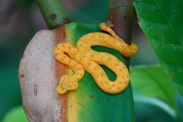 Cahuita Coastal Hike: Rainforest Trails & Reef Views on Costa Rica’s Caribbean Shore