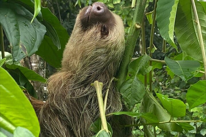 Cahuita Coastal Hike: Rainforest Trails & Reef Views on Costa Rica’s Caribbean Shore photo 3