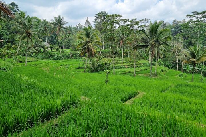 Lombok Rice Terrace Walking Tour with Benang Kelambu Waterfall & Monkey Forest photo 4