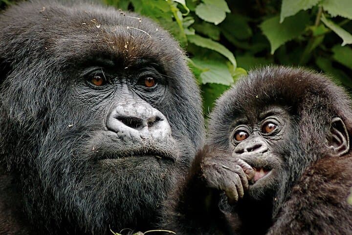 Bwindi Gorilla Trekking: 3-Day Mountain Gorilla Safari from Kampala