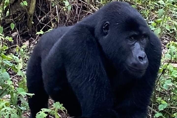 Bwindi Gorilla Trekking: 3-Day Mountain Gorilla Safari from Kampala photo 2