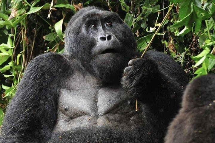 Bwindi Gorilla Trekking: 3-Day Mountain Gorilla Safari from Kampala photo 3