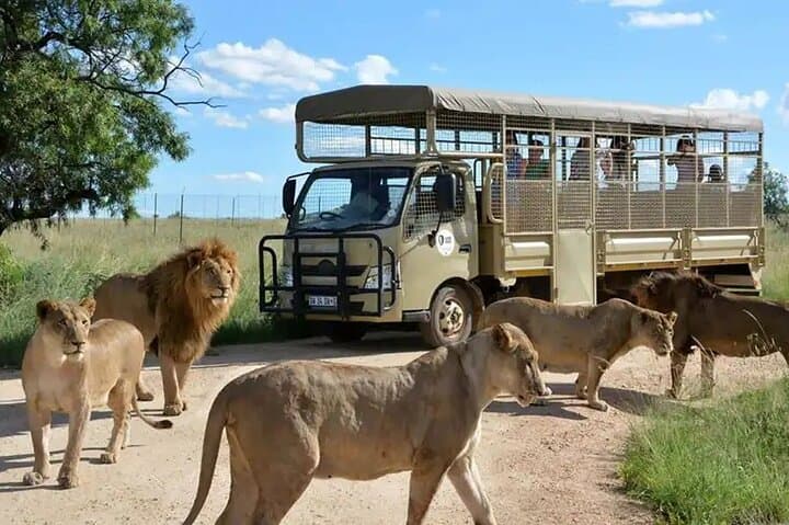 Half-Day Lion & Safari Park Tour from Johannesburg photo 1