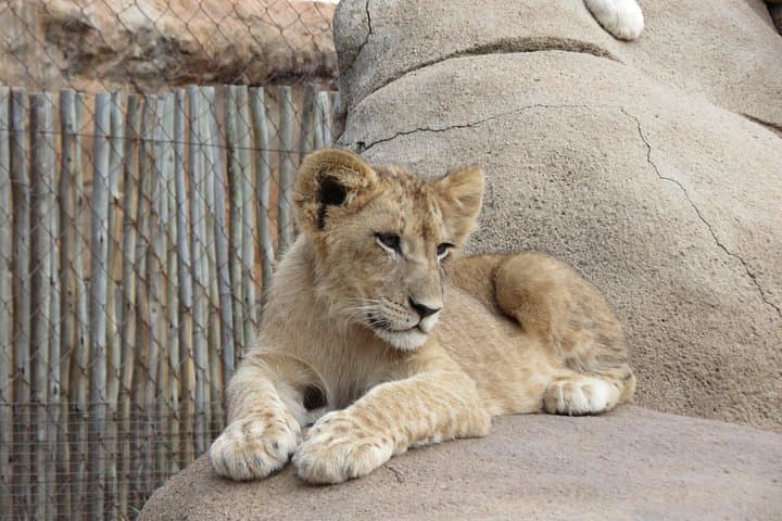 Half-Day Lion & Safari Park Tour from Johannesburg photo 4