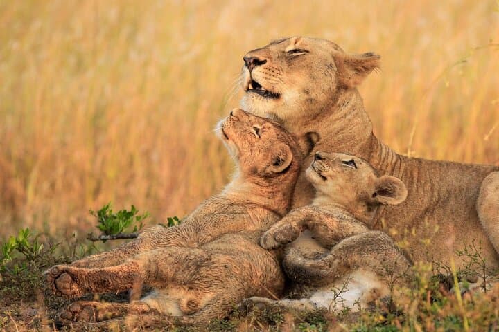 Private Pilanesberg Closed-Drive Safari: Big Five in a Volcanic Landscape photo 6