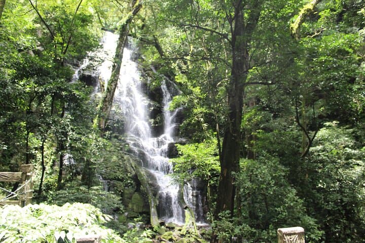 Rincón de la Vieja Volcano and La Leona Waterfall Guided Hike — Day Trip from Liberia photo 4