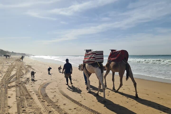 Coastal Camel Ride from Awrir or Tamraght — 1-Hour Beach Trek Near Agadir photo 4