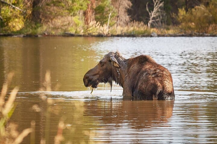Half-Day Grand Teton Scenic and Wildlife Tour from Jackson Hole photo 5