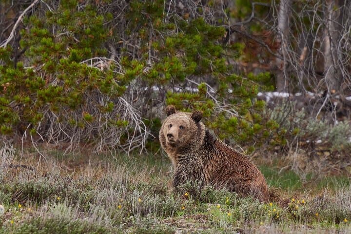 Half-Day Grand Teton Scenic and Wildlife Tour from Jackson Hole photo 6