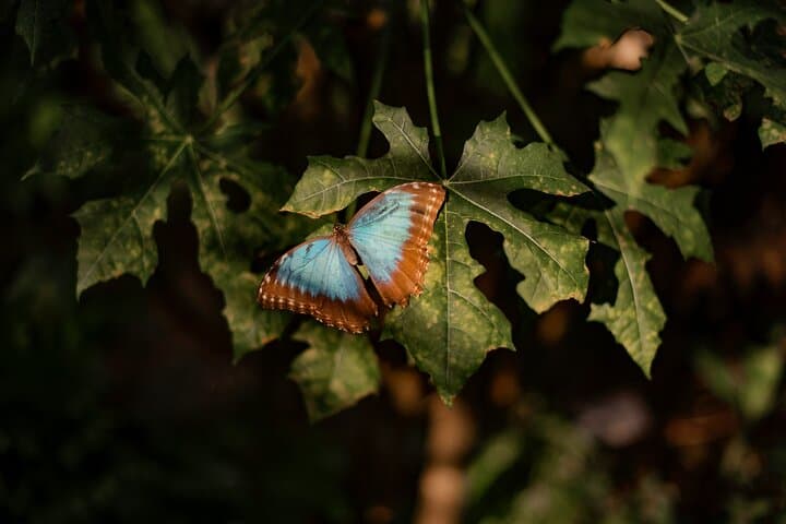 Tortuguero Canals & Maratopia Butterfly Garden: Limón Wildlife Tour