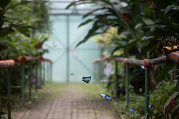 Tortuguero Canals & Maratopia Butterfly Garden: Limón Wildlife Tour photo 3