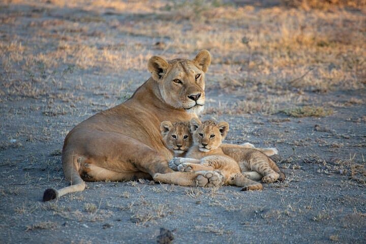 Five-Day Tanzania Safari: Tarangire, Serengeti & Ngorongoro Wildlife Circuit