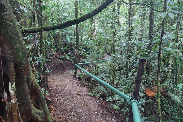 Monteverde Night Animal Watching: Guided Night Walks in Santa Elena