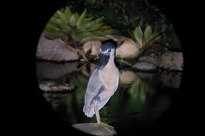 Monteverde Night Animal Watching: Guided Night Walks in Santa Elena photo 2