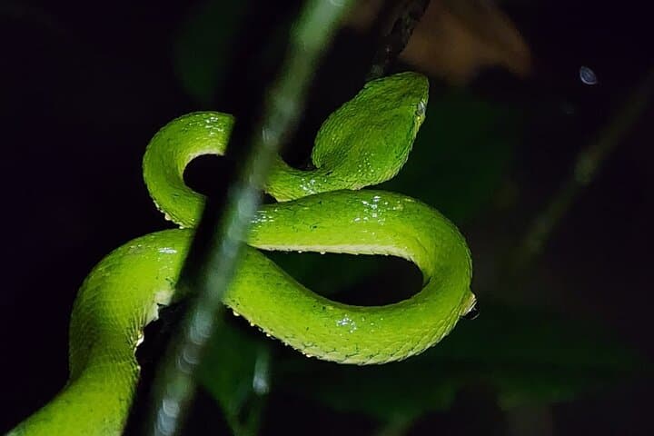 Monteverde Night Animal Watching: Guided Night Walks in Santa Elena photo 4