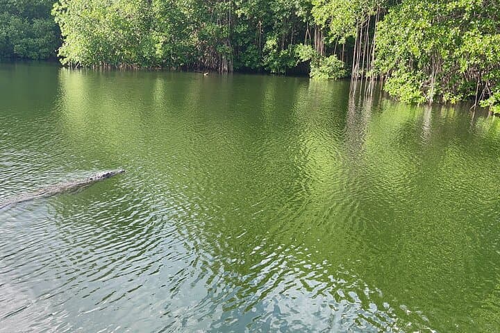 YS Falls, Black River Safari & Pelican Bar — Full-Day Waterfall, Crocodile and Driftwood Bar Tour photo 5