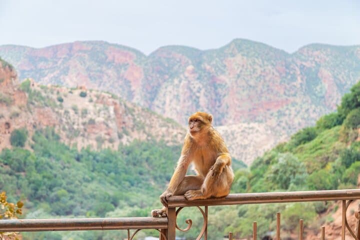 Day Trip from Marrakech to Ouzoud Waterfalls: Guide, Boat Ride & Practical Tips photo 2