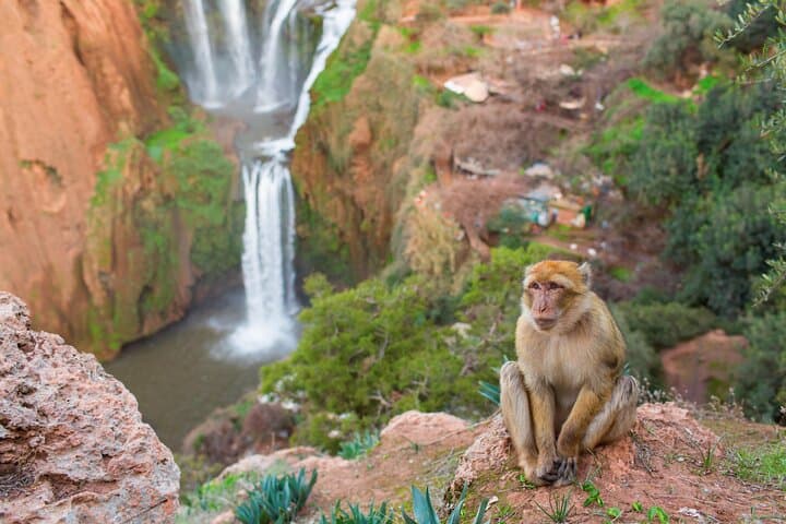 Day Trip from Marrakech to Ouzoud Waterfalls: Guide, Boat Ride & Practical Tips photo 4