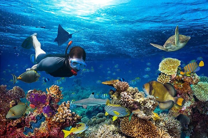 1-Hour Private Snorkeling in Montego Bay: Coral Reefs & Tropical Fish photo 4