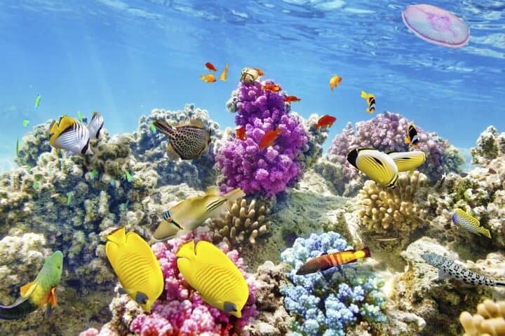 Montego Bay Margaritaville Jetski or Snorkel: Quick Caribbean Thrill on the Hip Strip photo 2