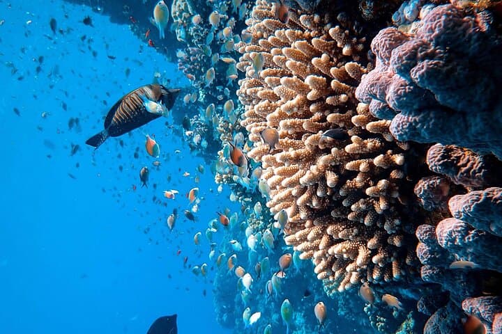 Montego Bay Margaritaville Jetski or Snorkel: Quick Caribbean Thrill on the Hip Strip photo 4