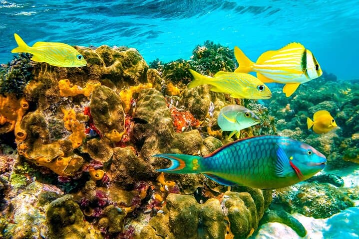 Montego Bay Margaritaville Jetski or Snorkel: Quick Caribbean Thrill on the Hip Strip photo 6
