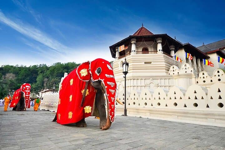 Kandy City Tour: Temple of the Tooth, Botanical Gardens & Tea Estate (Private Full-Day) photo 2