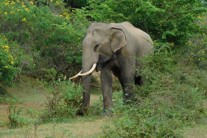 Yala Outside Safari & Situlpawwa Temple: All-Inclusive Wildlife Day Trip photo 4