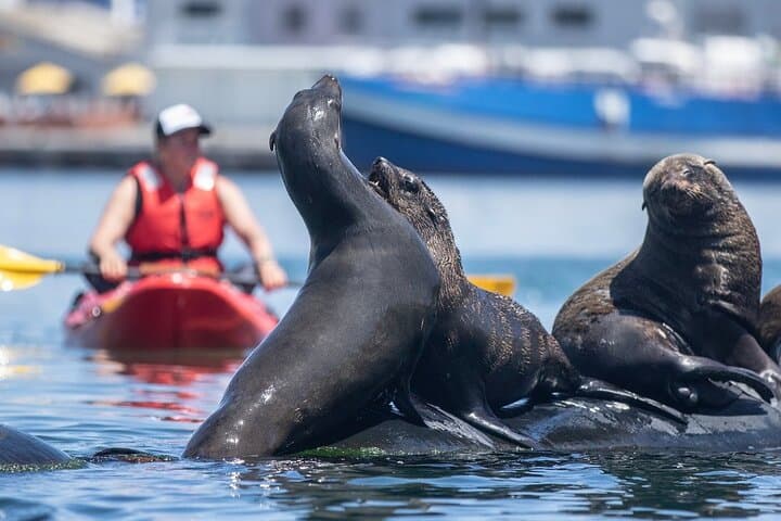 Sea-Level Secrets: Guided Kayak Tours and Marine Life in Hout Bay photo 2
