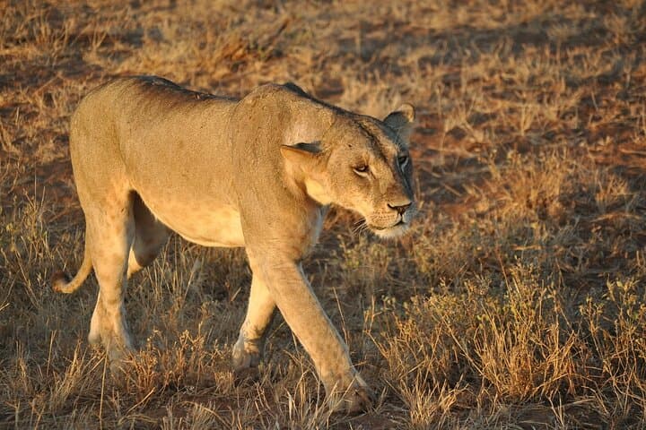 2-Day Tsavo East Safari from Diani: Budget and Luxury Options