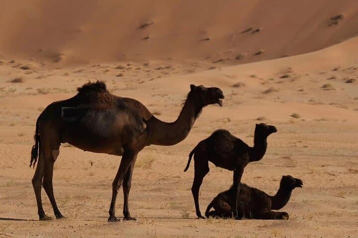 Luxury Overnight 4WD Desert Safari in Salalah's Empty Quarter photo 4