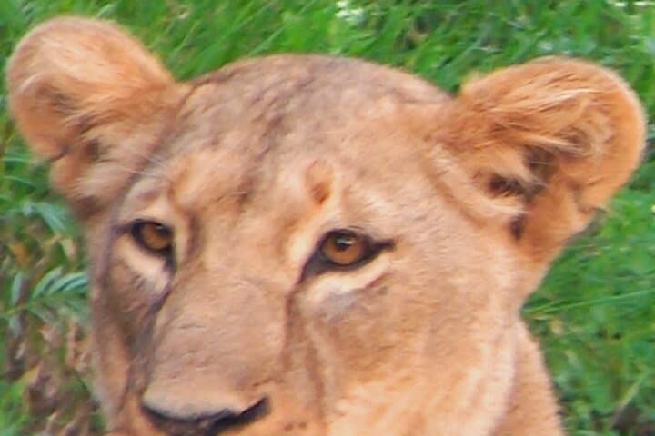 Overnight Amboseli Safari from Nairobi: Kilimanjaro Views & Morning Game Drives photo 5
