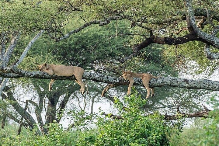 Day Trip to Tarangire National Park: Arusha Safari & Wildlife Viewing photo 1