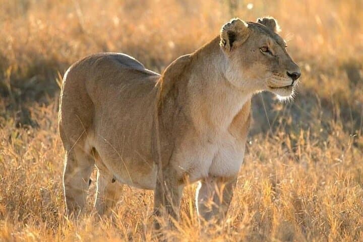 Day Trip to Tarangire National Park: Arusha Safari & Wildlife Viewing photo 2