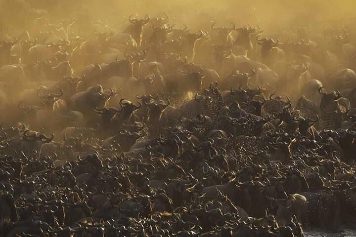 Day Trip to Tarangire National Park: Arusha Safari & Wildlife Viewing photo 3