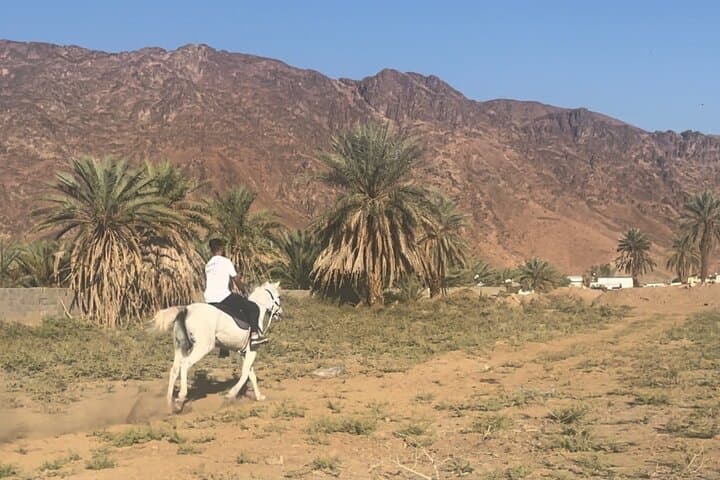 Horseback Riding in Madinah: 1-Hour Private Ride with Mount Uhud Views