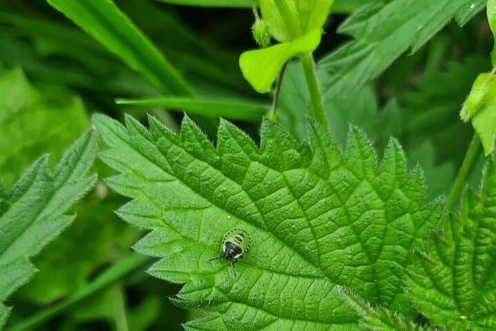 Spring Foraging on Howth Head with Nicole: Wild Food Tour photo 2