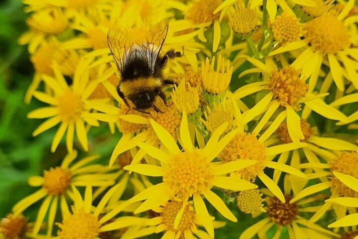 Spring Foraging on Howth Head with Nicole: Wild Food Tour photo 3