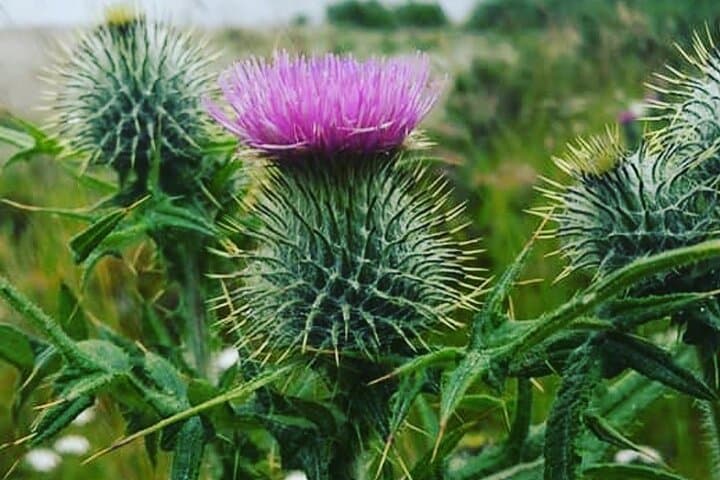 Balmoral & Glamis Castle Driving Tour from Edinburgh: Whisky, Highlands & Royal Estates