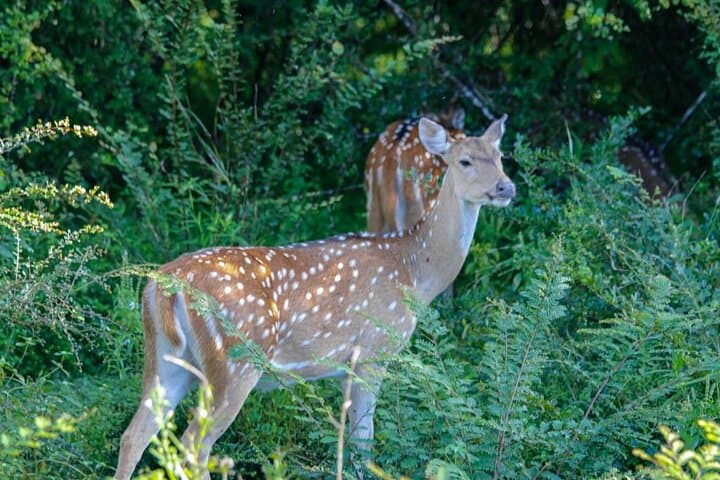Udawalawe National Park Private Safari: Elephant Encounters & Wildlife Jeep Tour photo 3