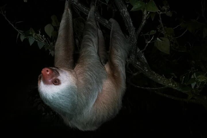 Monteverde Night Walk: Guided Nocturnal Wildlife Tour in the Cloud Forest