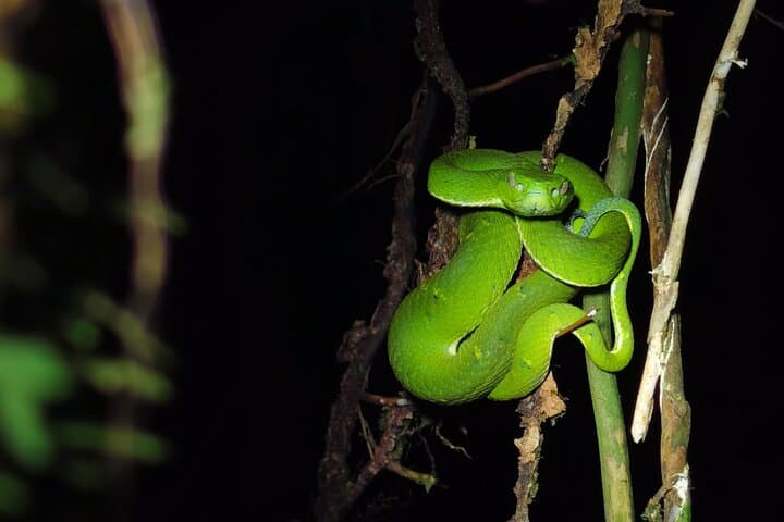 Monteverde Night Walk: Guided Nocturnal Wildlife Tour in the Cloud Forest photo 2